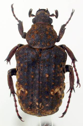 Réf. 308 713 : Parapilinurgus sp.